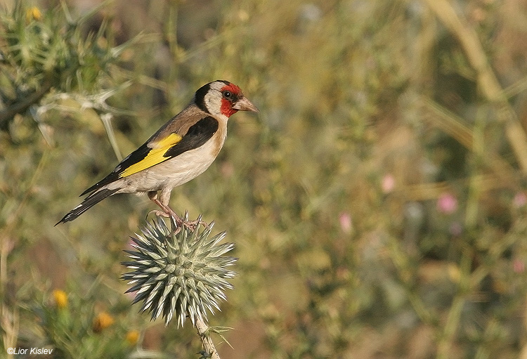    European Goldfinch Carduelis carduelis                              , 2009.:  